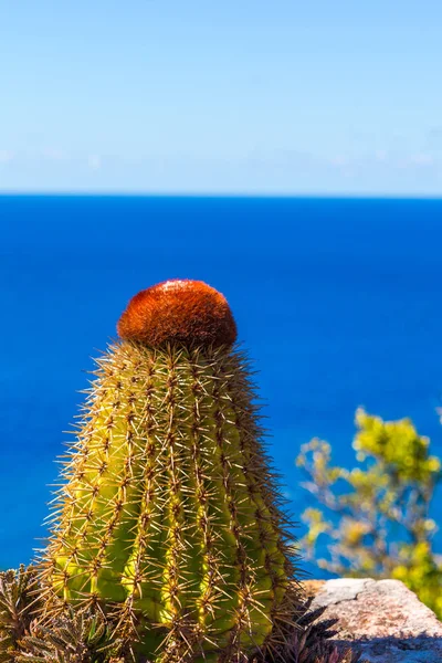 Kaktus mit Blick auf das Meer — Stockfoto
