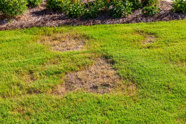 Bare Spots in Grass — Stock Photo, Image