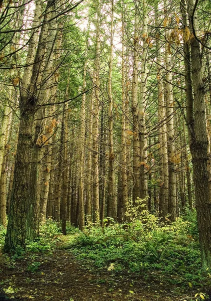 Un bosque primitivo —  Fotos de Stock