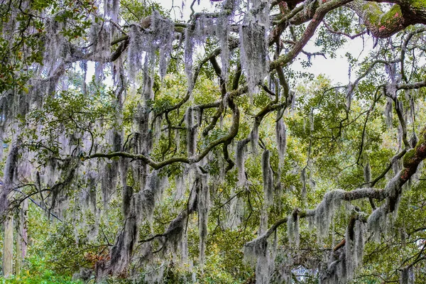 西班牙青苔在树 — 图库照片