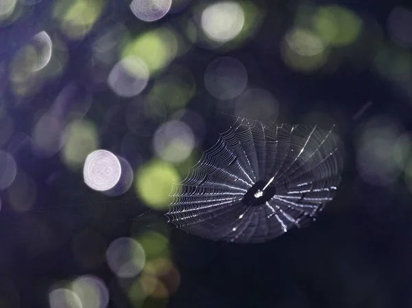 Spider Web in Light — Stock Photo, Image