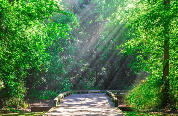 Luz del sol en el sendero —  Fotos de Stock