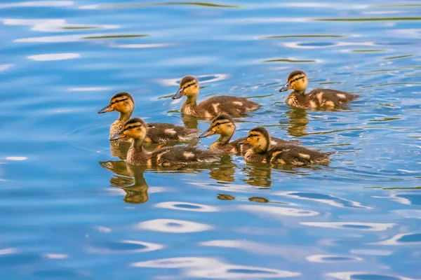 Goslings in Blue Lake — Stockfoto