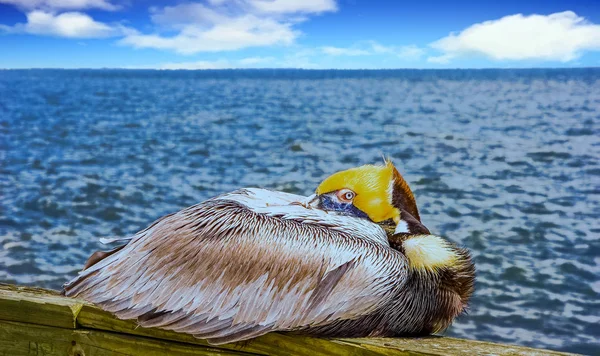 Descansando Pelicano no cais — Fotografia de Stock