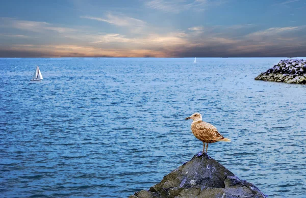 Gaivota na rocha — Fotografia de Stock