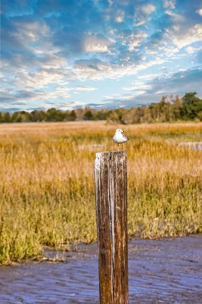 Mewa na Post w Marsh — Zdjęcie stockowe