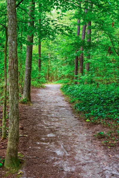 Sentiero sporco tra gli alberi — Foto Stock