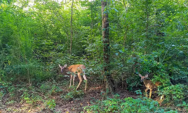 Dwa jelenie na zielono — Zdjęcie stockowe