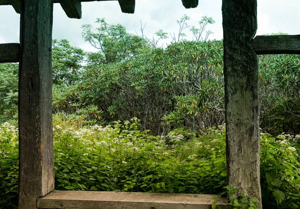Ahşap pencere üzerinden yeşil yeşillik — Stok fotoğraf