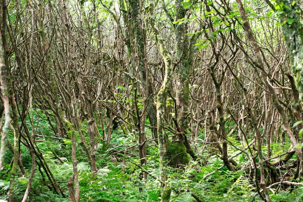 Голі дерева в густому лісі — стокове фото