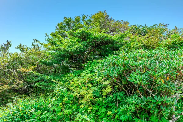 Céu azul sobre colina verde — Fotografia de Stock