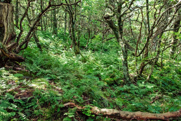 Eğrelti Otu Kaplı Orman Zemini — Stok fotoğraf