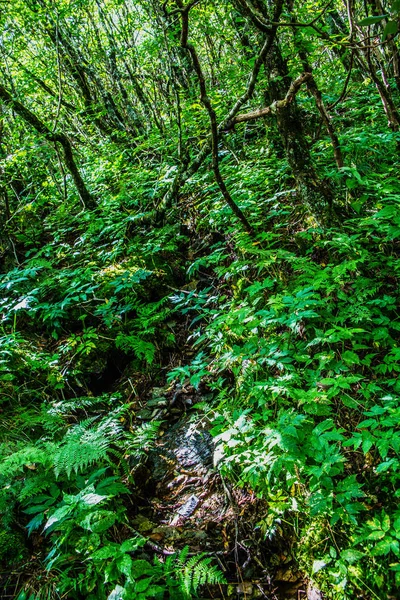 Lush Green Foliage in Mountains — Stock Photo, Image