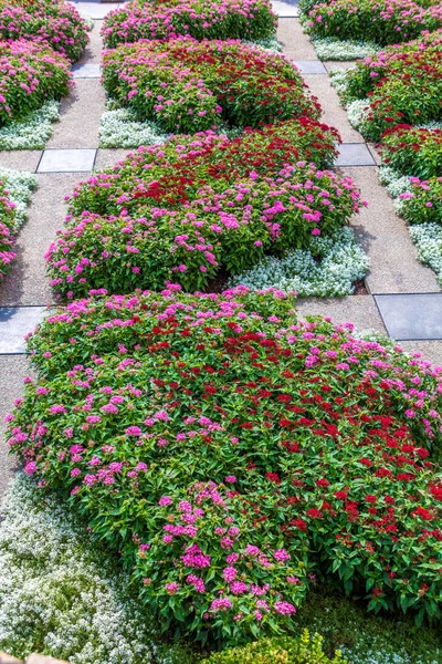 Phlox rosa y rojo en el jardín —  Fotos de Stock