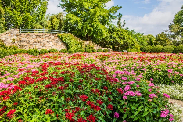 Jardin de Phlox rouge et rose — Photo