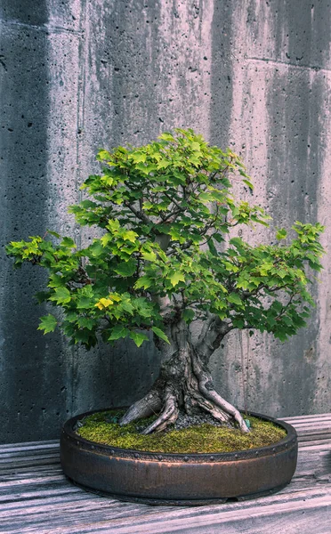 Un árbol de bonsái recortado —  Fotos de Stock