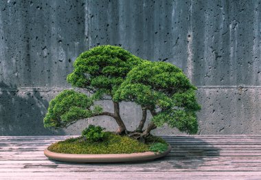 Kesilmiş Bonsai ağacı