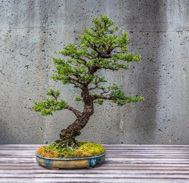 Kesilmiş Bonsai ağacı
