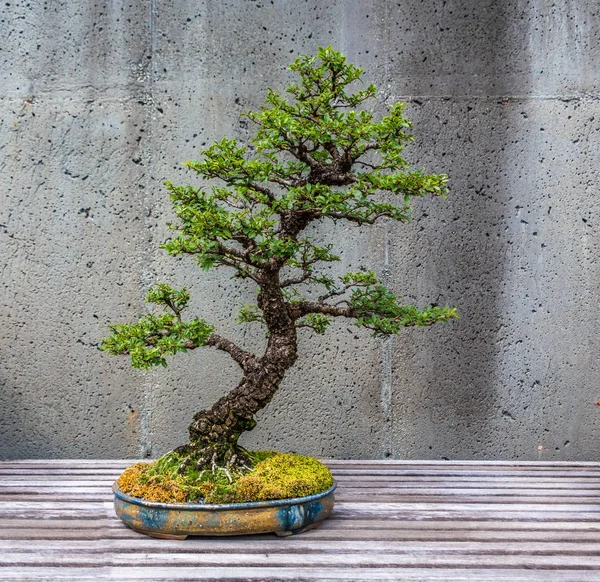 A Trimmed Bonsai Tree