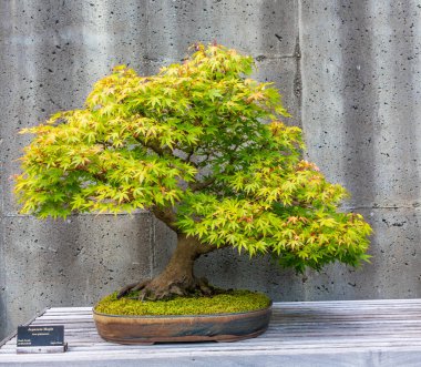 Kesilmiş Bonsai ağacı
