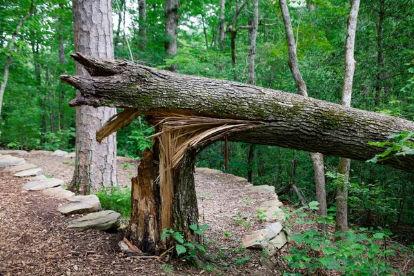 Dommages causés par la tempête aux arbres cassés — Photo