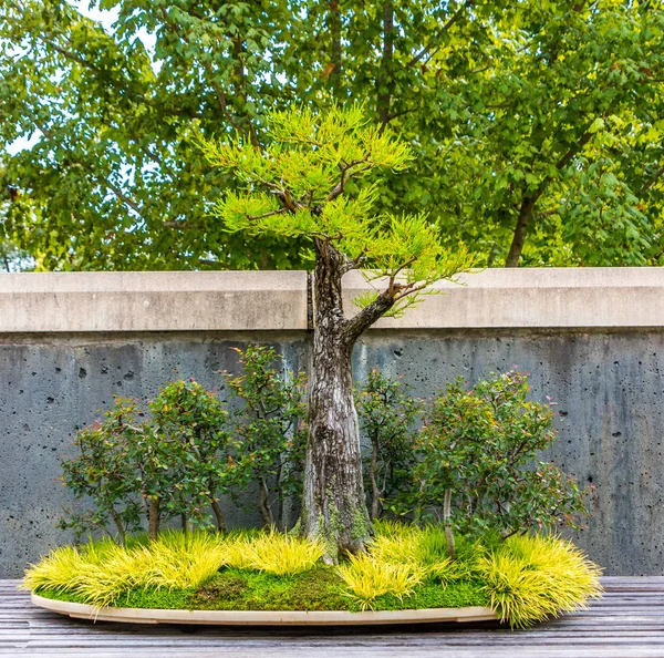 Un albero bonsai tagliato — Foto Stock