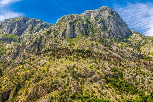Evergreeny na strome skaliste wzgórza Kotor — Zdjęcie stockowe