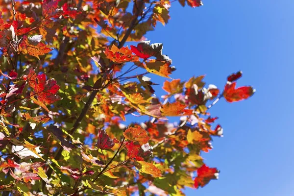 Många färgglada löv — Stockfoto