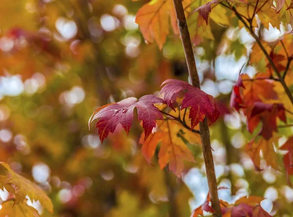 Багато різнобарвні листя — стокове фото
