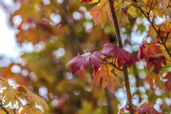 Nombreuses Feuilles Colorées Dans Arbre Automne — Photo