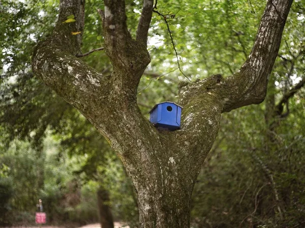 Niebieski Birdhouse w drzewo — Zdjęcie stockowe