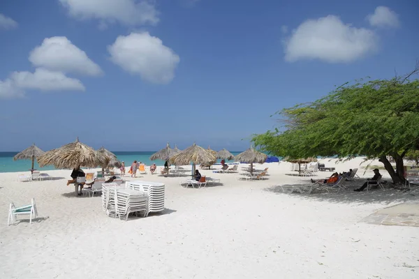 Divi-Divi-treet på Aruba-stranden – stockfoto