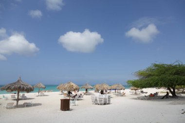 Aruba plajda divi-Divi ağaç