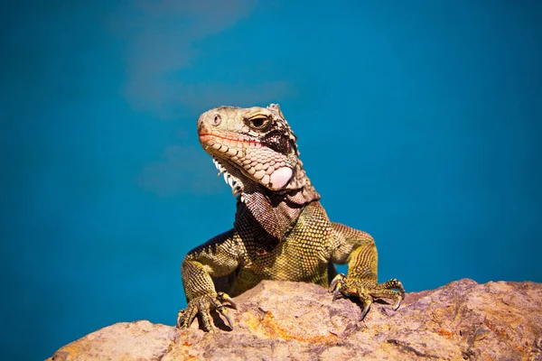 Green Iguana on Rock — Stock Photo, Image