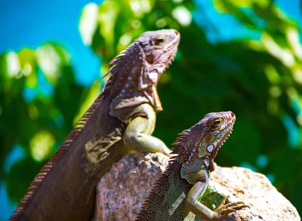 Iguanas Rochas Caribe — Fotografia de Stock