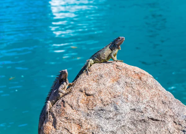 Duas Iguanas no Rock — Fotografia de Stock