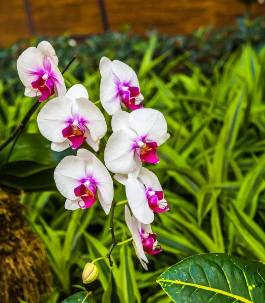 白色和紫色兰花 — 图库照片