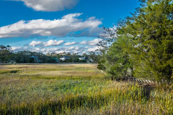 Árbol en Marsh — Foto de Stock