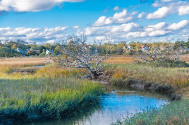 Tuzlu su Marsh akışı