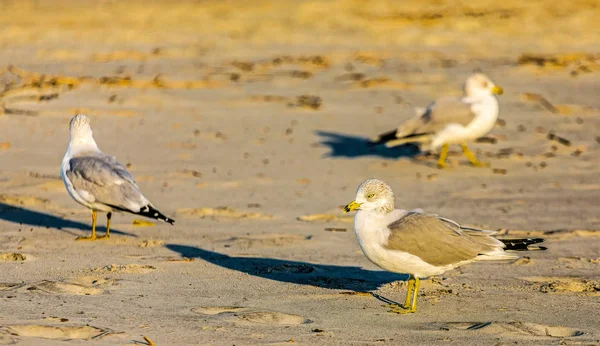 Três gaivotas olhando — Fotografia de Stock