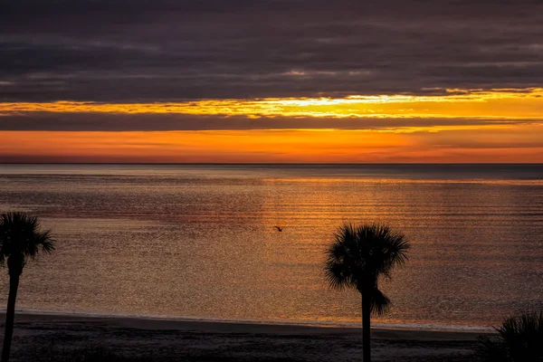 One Bird at Dawn — Stock Photo, Image