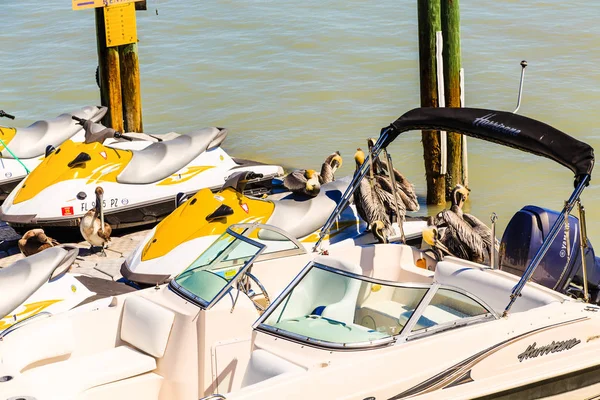 Pélicans sur les bateaux et les jet skis — Photo