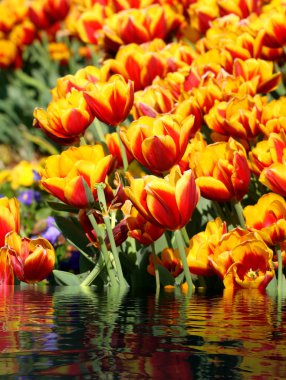 Su tarafından kırmızı ve Sarı Lale
