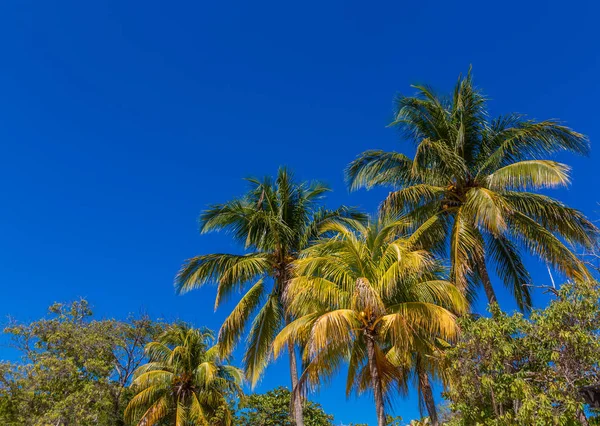 Gökyüzüne karşı palmiye ağaçları — Stok fotoğraf