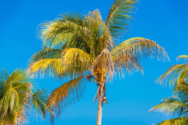 Palm Trees Against the Sky — Stock Photo, Image