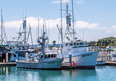 Millie ve kedi dalış