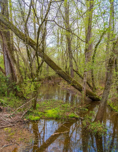 洪水の後に降る木々 — ストック写真