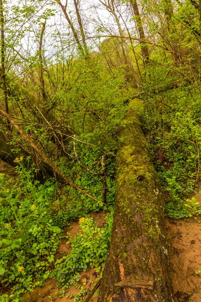 Árvore caída e floresta — Fotografia de Stock