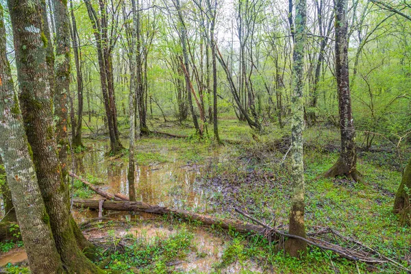 Suelo inundado de bosque —  Fotos de Stock