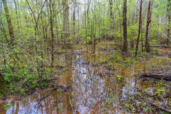 Zaplavené nížiny v lese — Stock fotografie